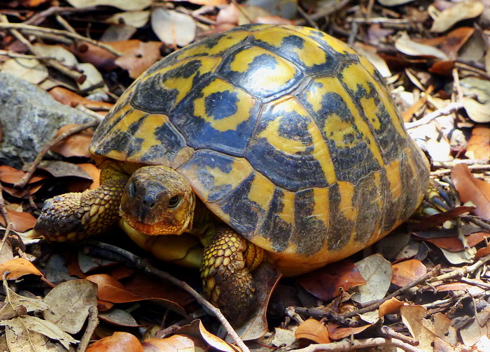schildkröte schildkröte