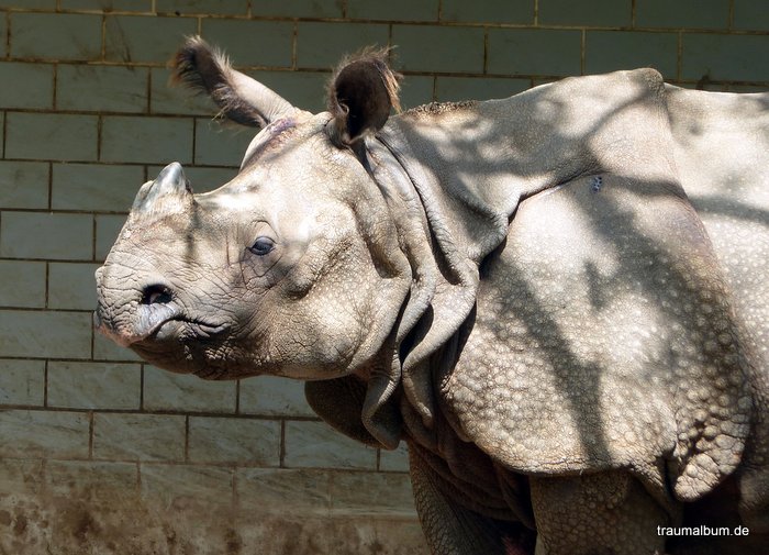 nashorn nashorn