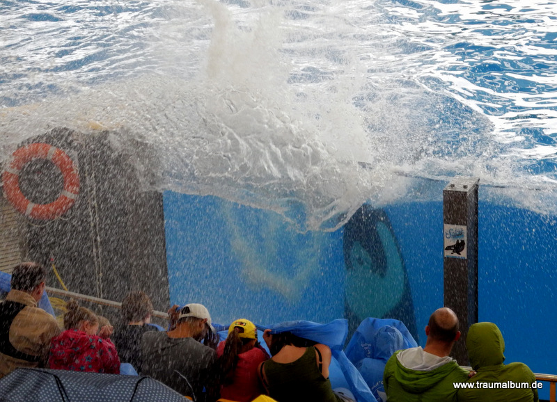 Orcas im Loro Park, Teneriffa