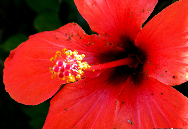 Roter Hibiskus - Ein Zugewinn für meine Sammlung Farbrausch