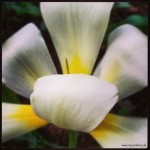 Ziemlich verblühte Tulpe im Garten