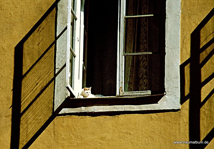 Fenster mit Katze - ein wunderbarer Platz an der Sonne