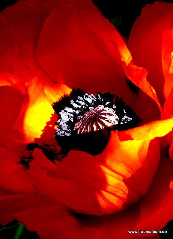 Roter Mohn - Gigantisches Farbenspiel im Garten für die Sammlung Farbrausch