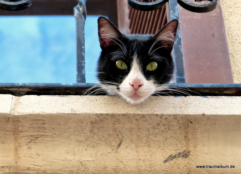 Katzenfoto - Mein Beitrag für die Aktion "Alles für die Katz" von Kalle