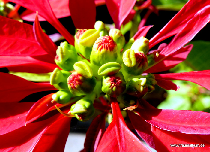 Weihnachtsstern