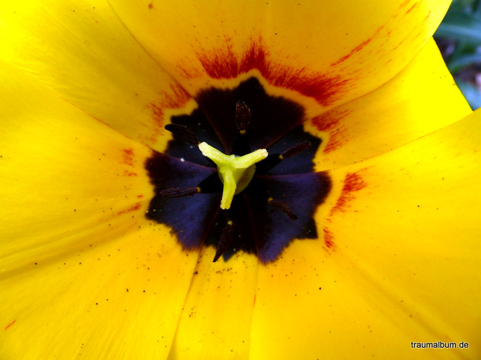 gelbe Tulpe