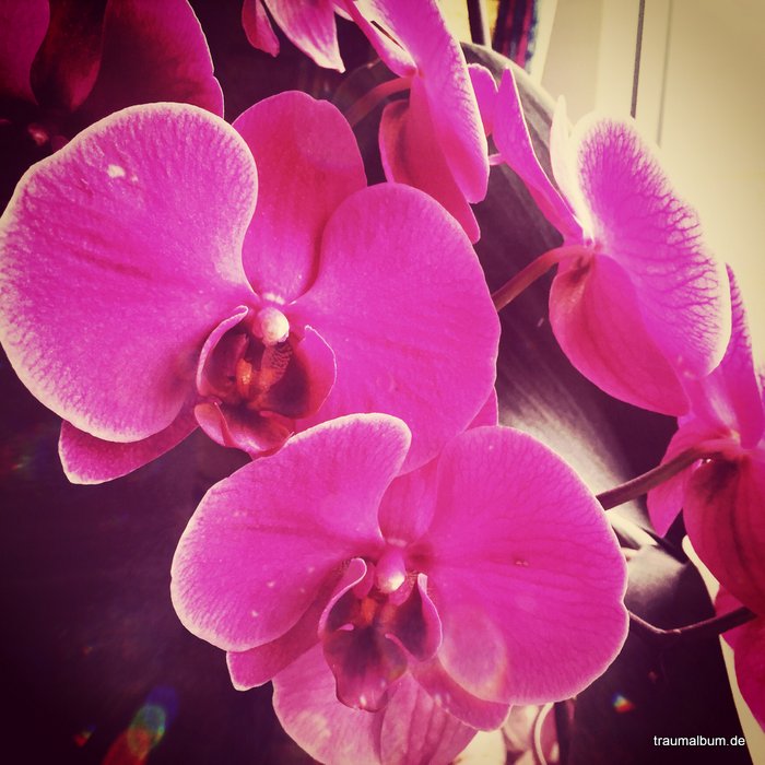 Orchideen pmdd20