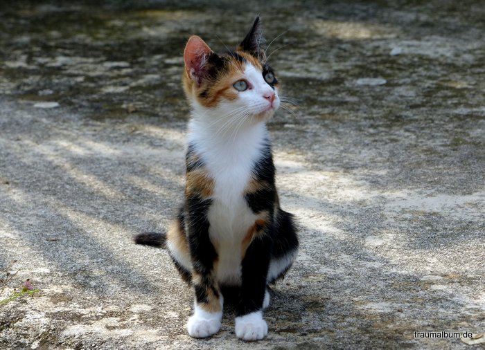 Catcontent - Süße Katzenfotos aus Kroatien (Knuddelfaktor!)