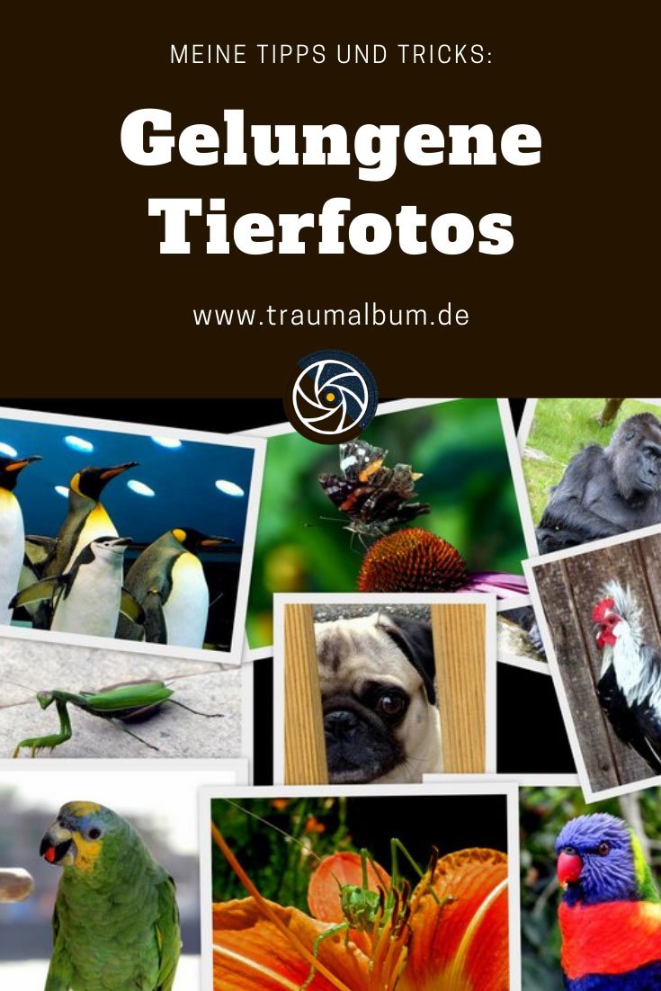 Meine Tipps und Tricks für gelungene Tierfotos