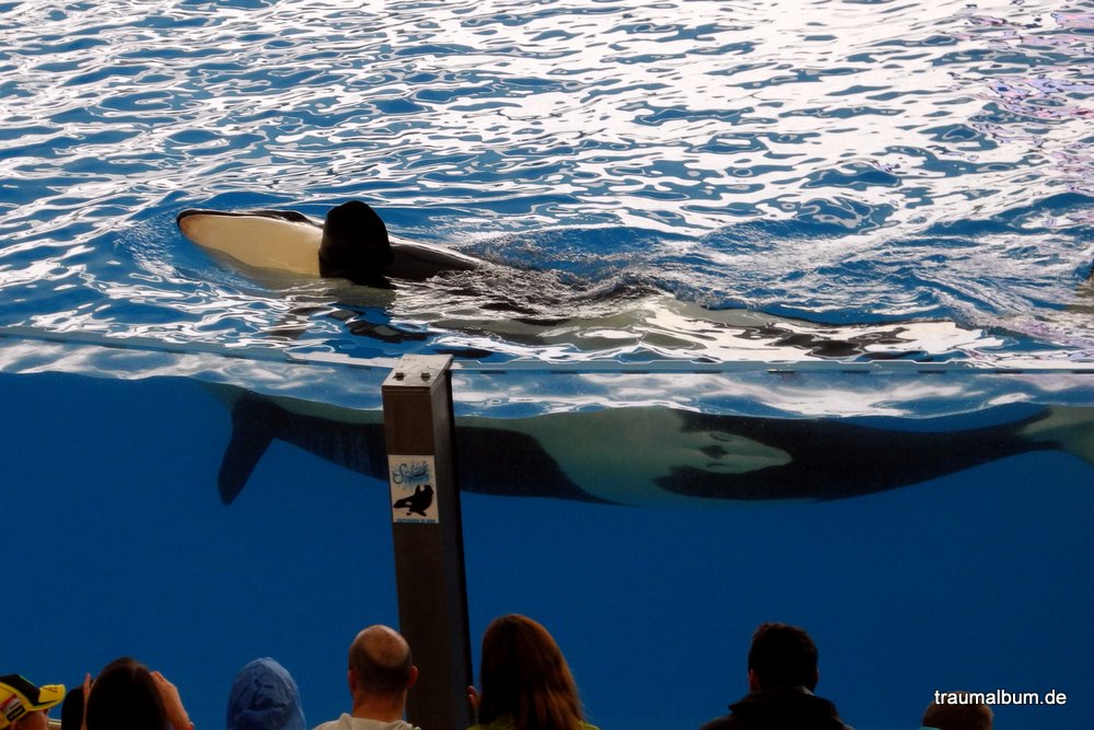 aqua orca im loro parque