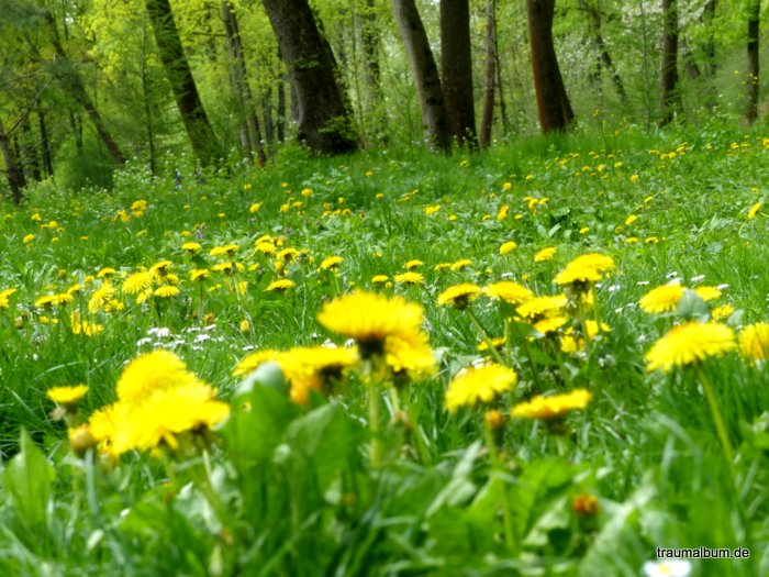 englischer Garten