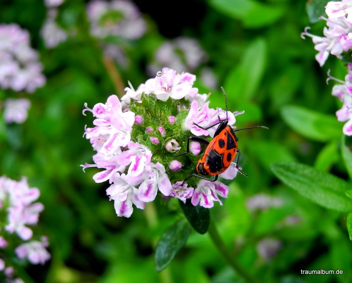 Insekten - Es krabbelt und summt in der Natur und leider auch im Haus