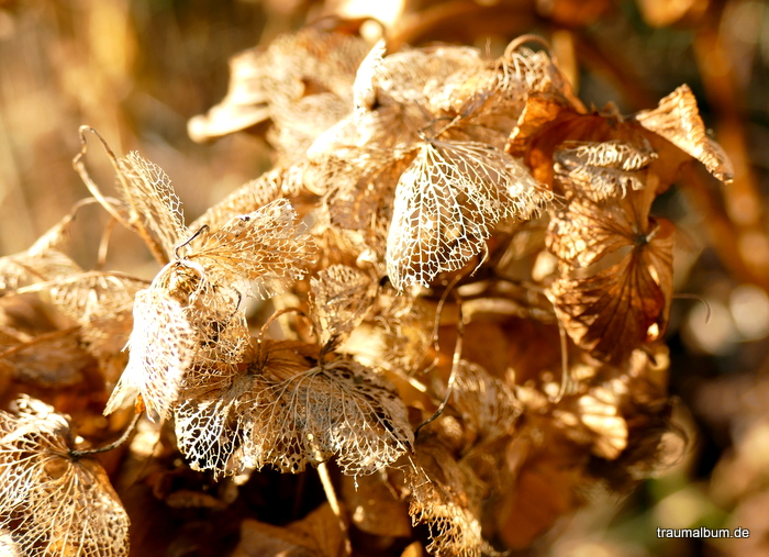 hortensien im winter