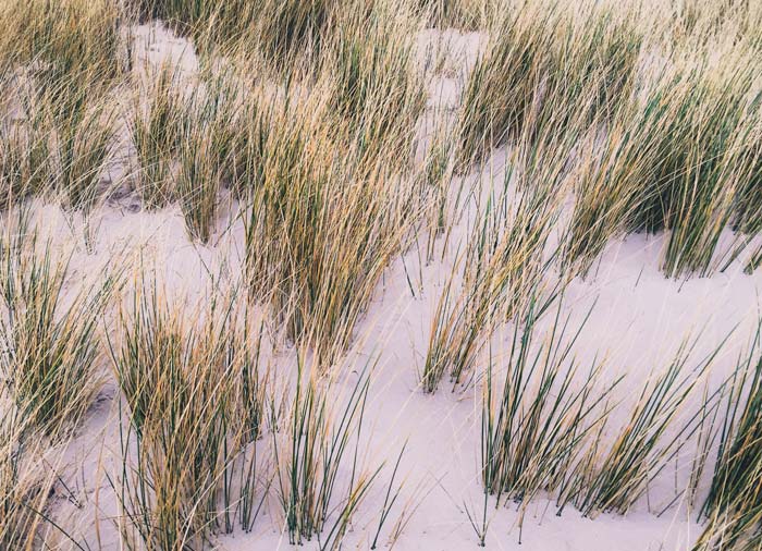 Die Dünenlandschaft auf Amrum - Ein Stück Natur in der Nordsee