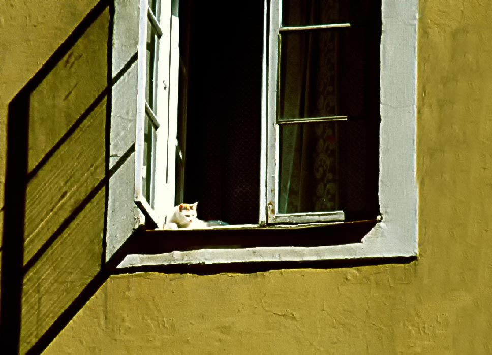 fensterblick mit katze fensterkabinett