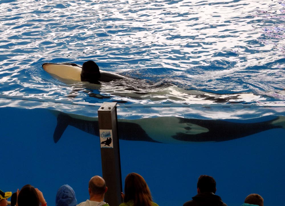 Orca auf Teneriffa Loro Parque aqua fotosammlung