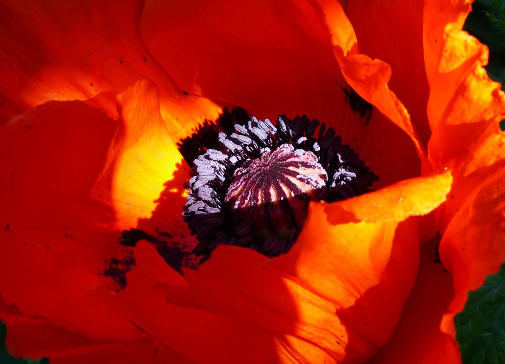 roter mohn garten farbrausch traumalbum